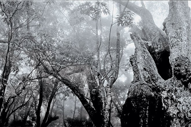 Shola forests are montane evergreen forests unique to the high-altitude regions