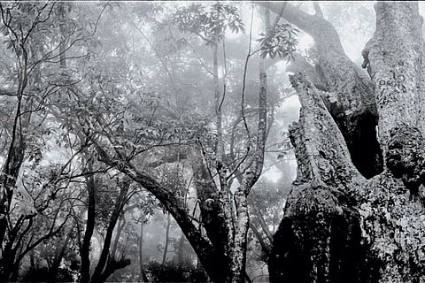 Shola forests are montane evergreen forests unique to the high-altitude regions