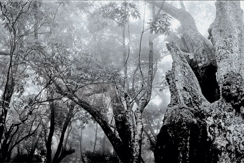 Shola forests are montane evergreen forests unique to the high-altitude regions