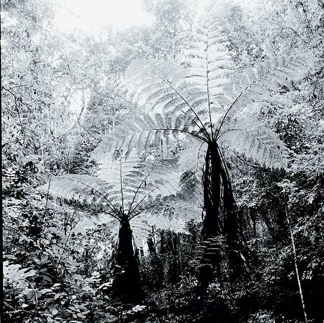 Sholas are most often found in the protected folds of hills