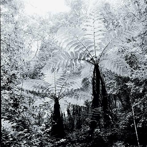 Sholas are most often found in the protected folds of hills