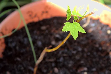Getting back Delhis native trees