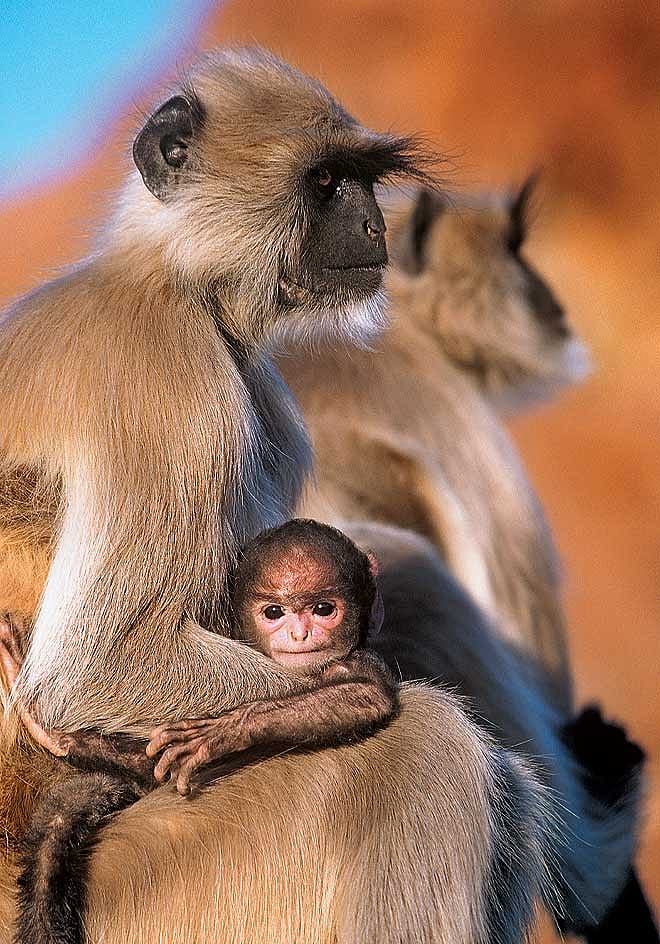 Offbeat sanctuaries in India Simbalbara Wildlife Sanctuary in Himachal Pradesh