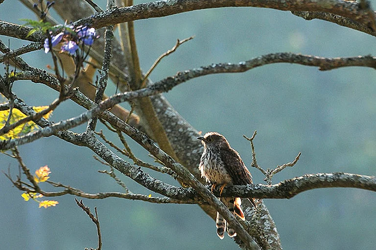 Go birdwatching in Kotagiri - Getty Images