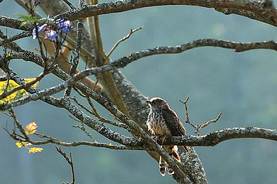Getty Images : Go birdwatching in Kotagiri