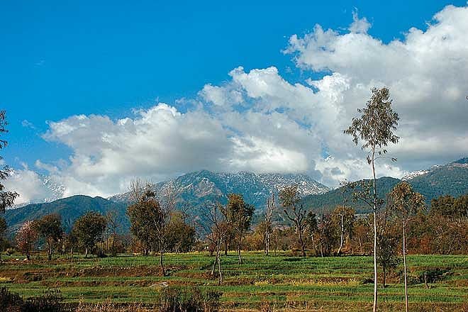 Quick Guide Palampur, Himachal Pradesh