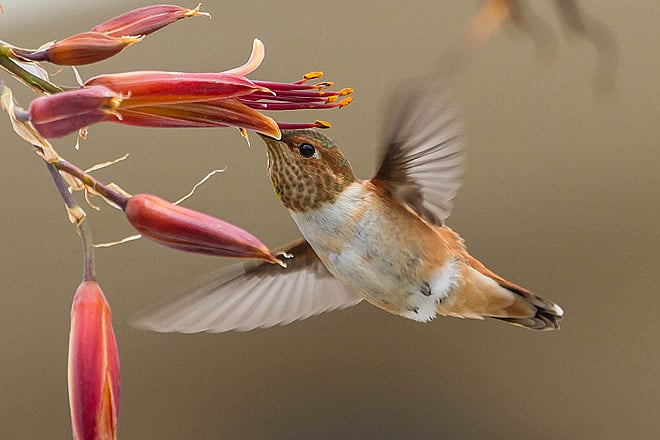 Hummingbird watching in Arizona