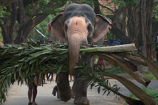 Feed the temple elephants in Kerala