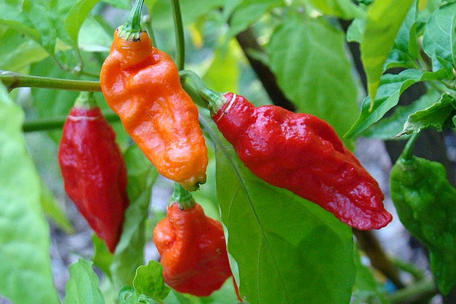 What Exactly Is The Ghost Chilli