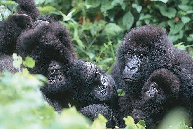 Uganda--s critically endangered mountain gorillas
