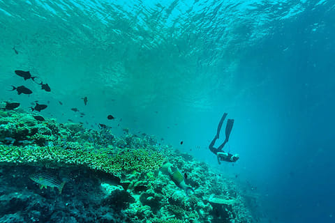 PADI courses allow anyone to begin learning scuba