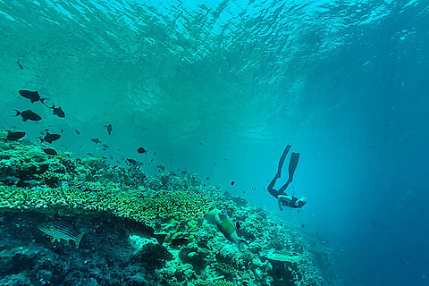 PADI courses allow anyone to begin learning scuba