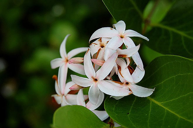 Getting friendly with the monsoon fauna