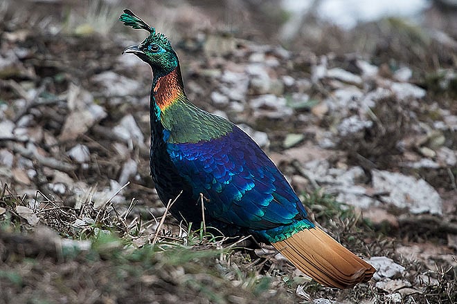 7 natural sites of India that you must see