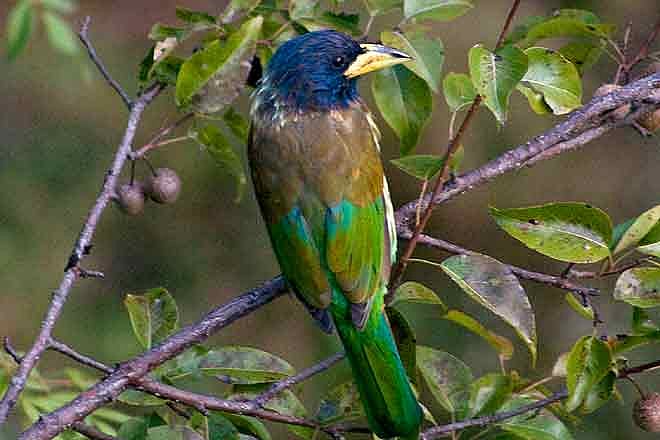 Celebrating the winged beauties of Uttarakhand