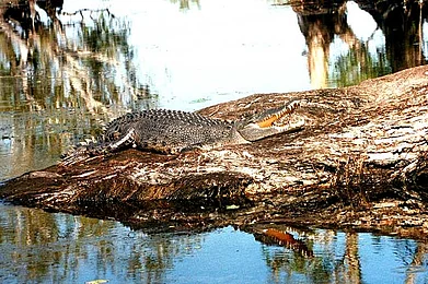 Say hello to the crocs in Aussie land