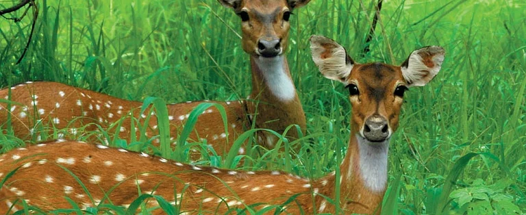 Deer gaze curiously at the photographer at the Sariska National Park in Rajasthan - null