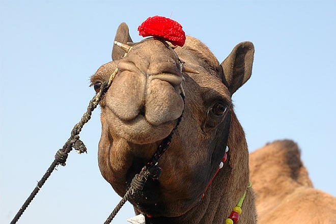 Bikaner Camel Fair