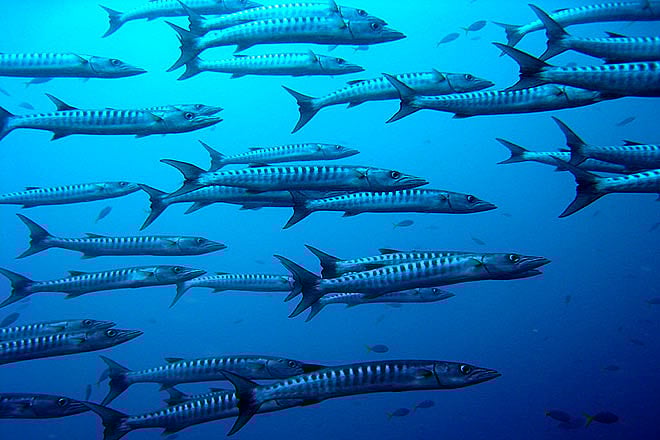 Thailand A Diving Holiday to Phuket