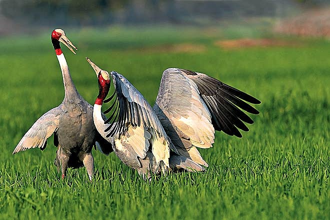 Uttar Pradesh Tripping to the Terai