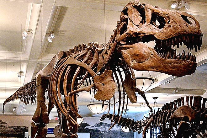 New York An Exhibition on Dinosaurs