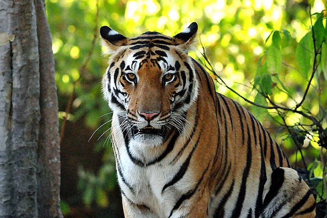 TOFTigers Wildlife Tourism Awards 2016