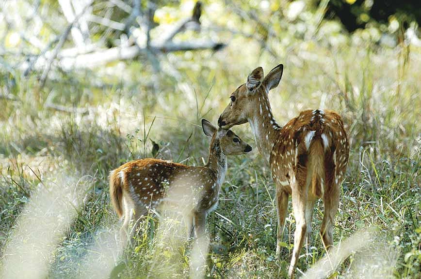 TOFTigers Wildlife Tourism Award 2016