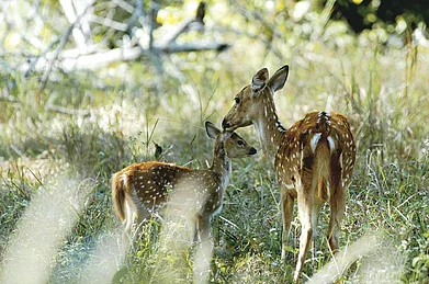 TOFTigers Wildlife Tourism Award 2016