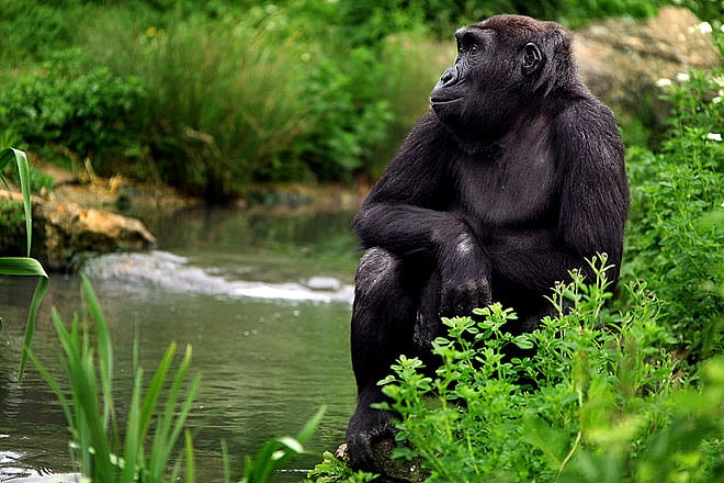 England A night at the Bristol Zoo
