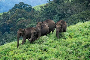 The Best of Kerala