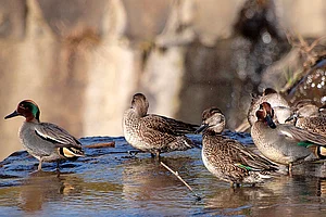 Delhi Birdwatching in Okhla Bird Sanctuary