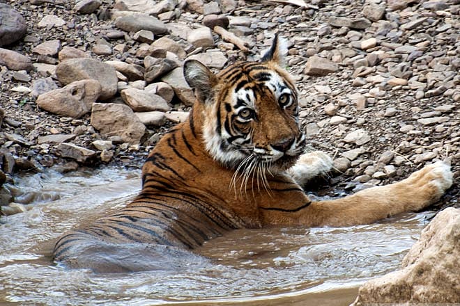 Rajasthan Full-day wildlife safari in Ranthambore