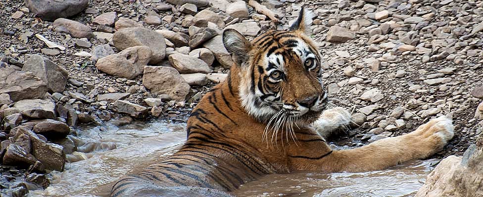 Madhya Pradesh Jungle Book-themed tours from Taj Safaris