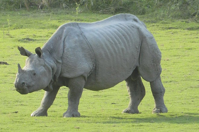 Kaziranga National Park Opens Early