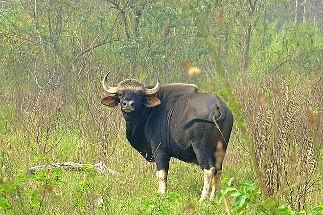 A Special Package to Experience Assam--s Wildlife