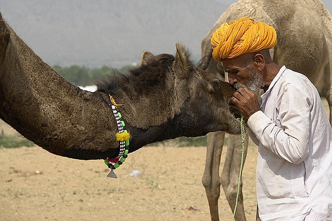 Rajasthan Pushkar Camel Fair
