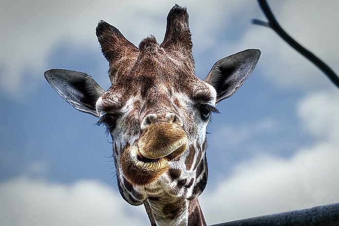 Tanzania Safaris by Yellow Zebra