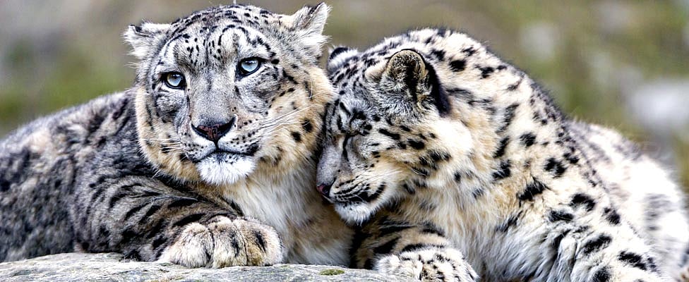 Travel Uodate Looking For The Snow Leopard In Nepal