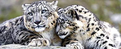 Travel Uodate Looking For The Snow Leopard In Nepal