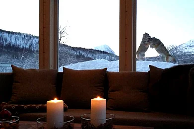 Norway In Narvik--s wolf country