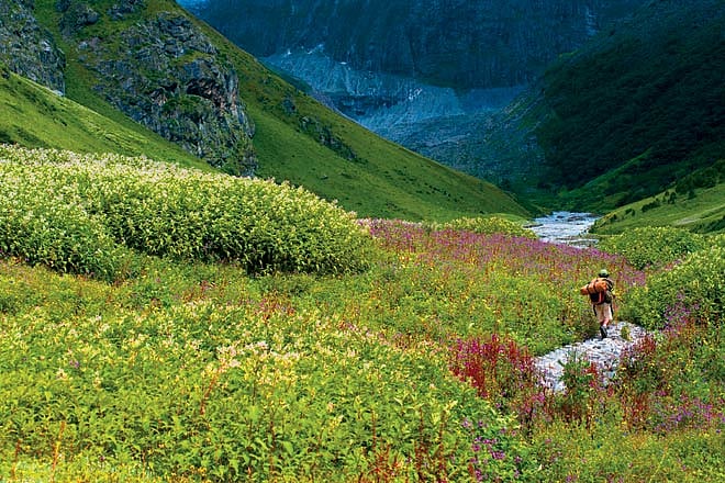 Uttarakhand In The Valley of Flowers