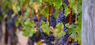 Indias Most Scenic Vineyards You Should Visit