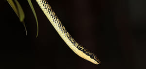 The Dang people believe that snakes can sense danger