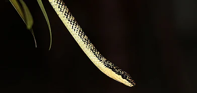 The Dang people believe that snakes can sense danger