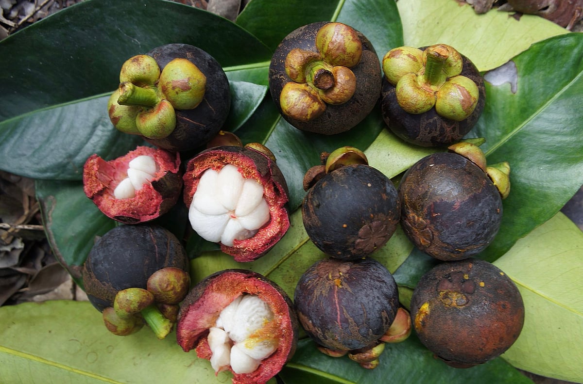  Mangosteen, Creative Commons 