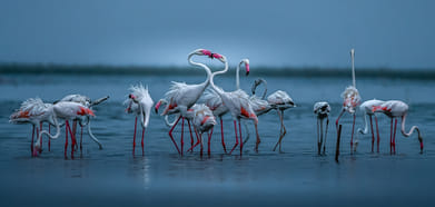 Khavda, the Flamingo City of India is a must-visit