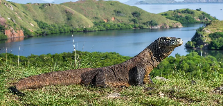 Komodo Dragon. Photo Credit Deposit Photos - null