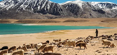 Nomads with a flock of goats next to a lake