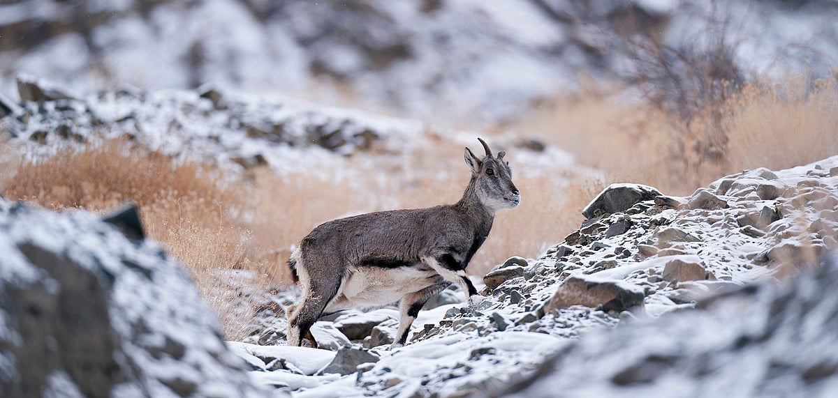 Global Himalayan Expedition  : Bharal blue sheep in Ladakh