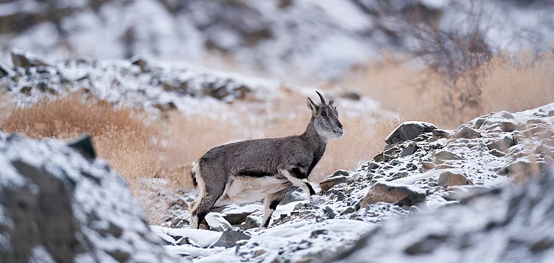 Bharal blue sheep in Ladakh